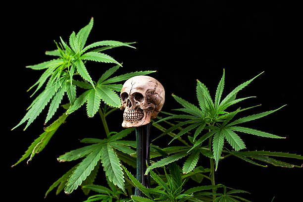 istock Skull and Green Cannabis Leaf on Black Background 473300384