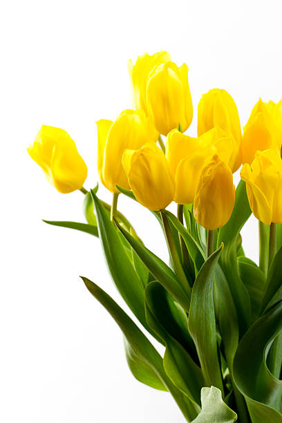 istock bouquet of tulips on a white background 473300932