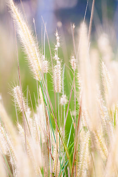istock High spring grass in summer on the field 473301344