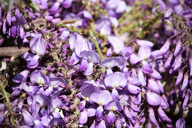kwiatów wisteria, zbliżenie - - blütenpracht zdjęcia i obrazy z banku zdjęć