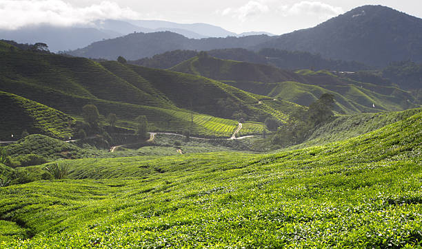 istock Cameron Highland, Malaysia 473302284