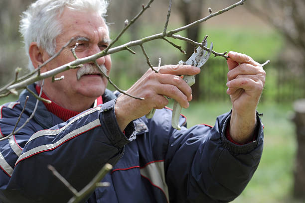 Agriculture, pruning in orchard, senior man working