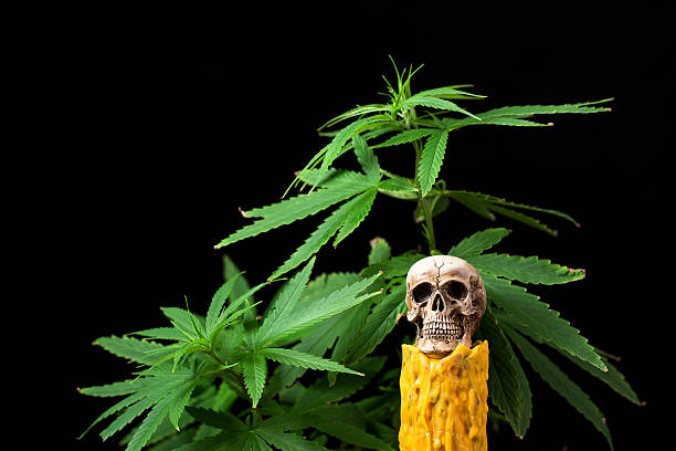 istock Skull and Green Cannabis Leaf on Black Background 473302502