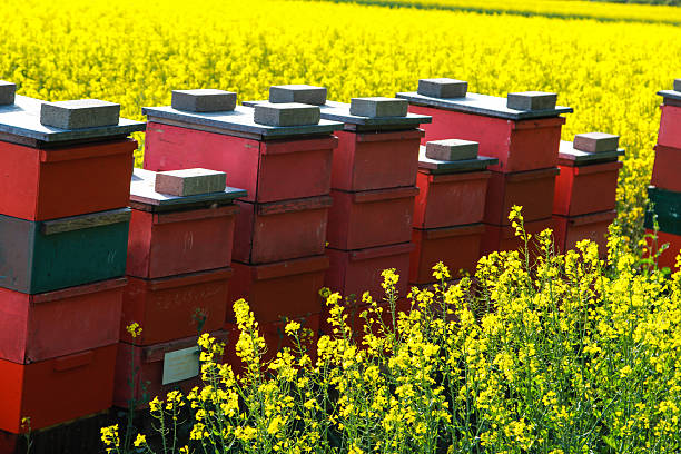istock red apiary in in rapeseed field in springtime 473303070