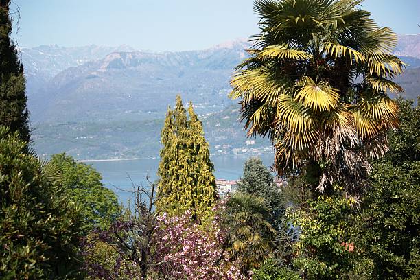 istock Blossoms, spring, View to Lago Maggiore under blue sky 473303076