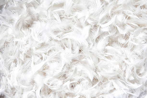 istock soft, weightless, gentle bird plumage texture for pillow 473303706