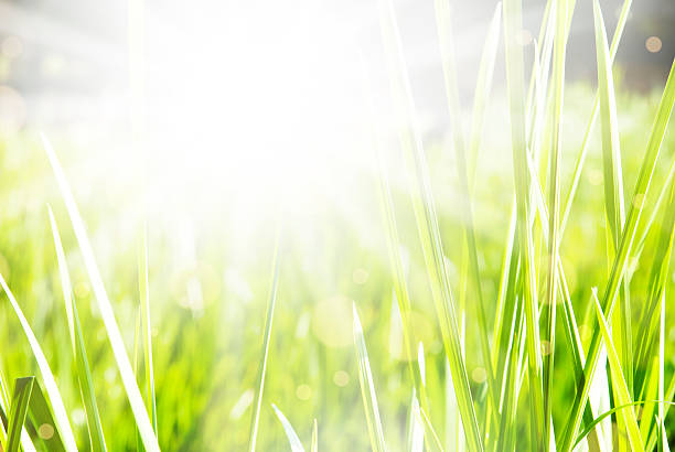 istock Beautiful green summer sunny background 473304192