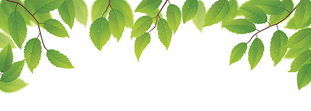 illustrazioni stock, clip art, cartoni animati e icone di tendenza di fresco verde foglie - beech leaf