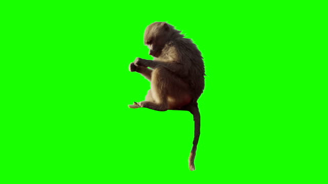 Monkey eating fruit in front of green screen.