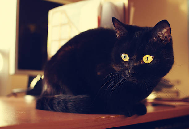 istock Black cat sits on the desk 473308818