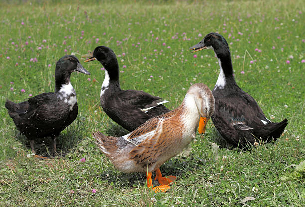 istock Ducks swim in the lake 473309002