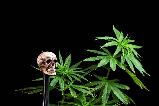 istock Skull and Green Cannabis Leaf on Black Background 473309064