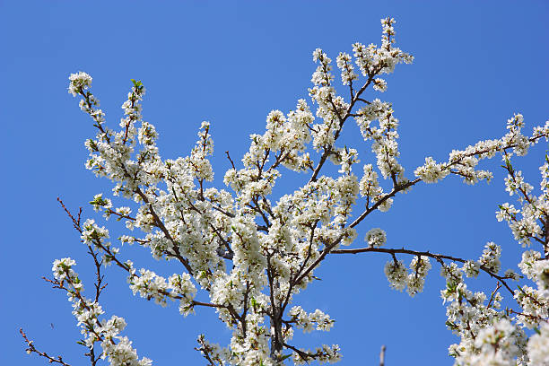 istock apple blossom close-up. White flowers 473309358