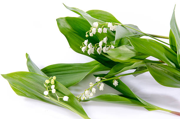 istock Lily of the valley 473309388