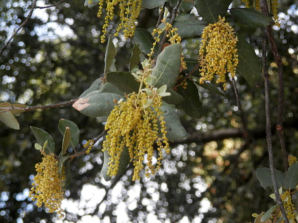 Male pollen-bearing catkins on Coast Live Oak (Quercus agrifolia).