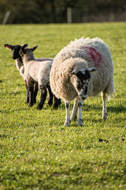 istock Beauitful landscape image of newborn Spring lambs and sheep 473310324