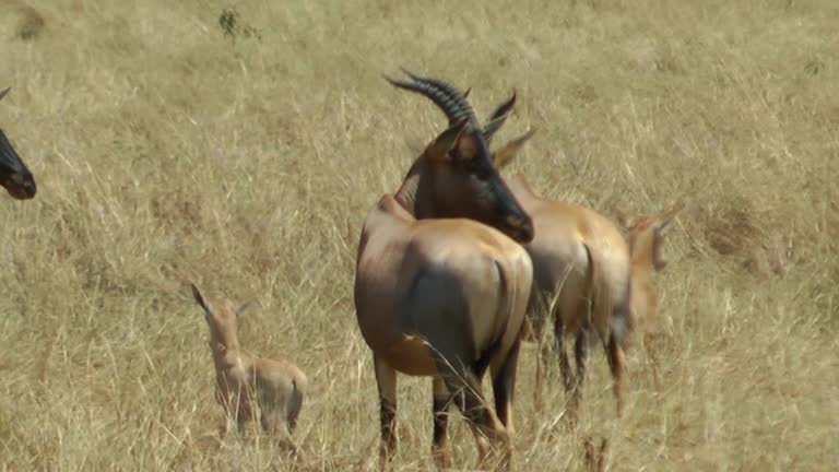 Hartebeest