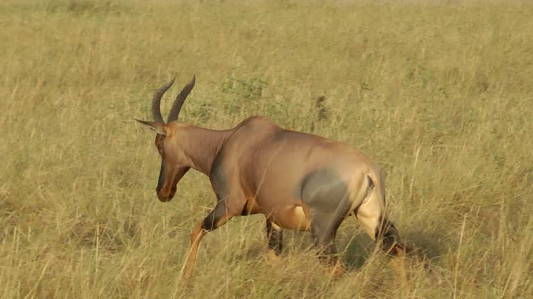 Hartebeest