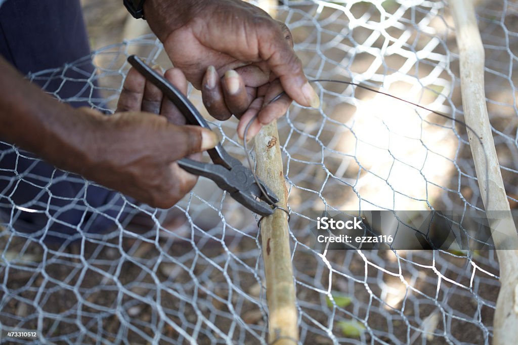 Local Fisherman Making A Fish Pot Close up image of a local fisherman from the caribbean island of nevis making a fish pot for fishing out in the caribbean sea. He is using pliers to cut and shape wire around freshly cut cinnamon sticks and a wire mesh 2015 Stock Photo