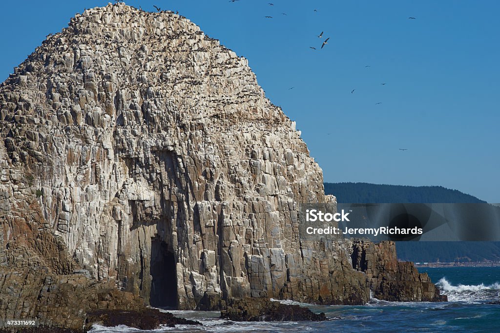 Seabird Colonies on the Coast of Chile Large rocks on the coast of Chile near the city of Constitucion that are home to huge colonies of Peruvian Pelicans (Pelecanus thagus) and other seabirds. Constitucion Stock Photo