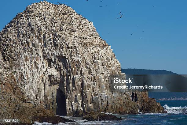 Seabird Colonies On The Coast Of Chile Stock Photo - Download Image Now - Constitucion, 2015, Animal