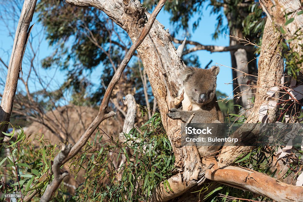 Koala 2015 Stock Photo