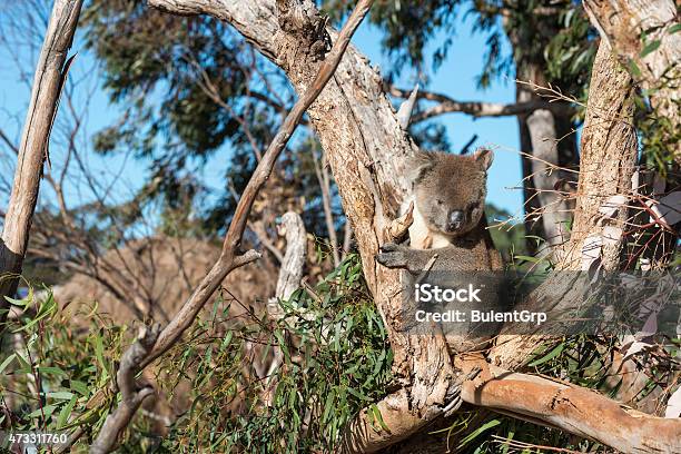 Koala Stock Photo - Download Image Now - 2015, Color Image, Horizontal