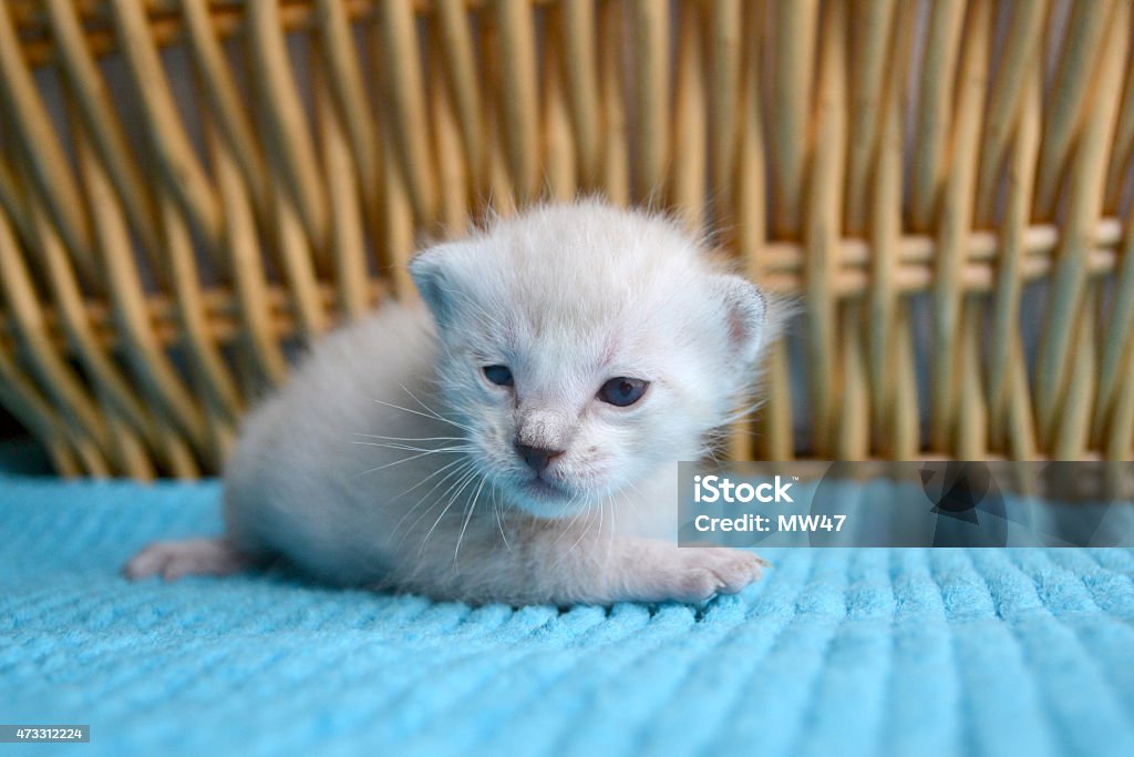 Tiny Lynx Point Siamese Kitten Sleepy Face Stock Photo - Download Image Now  - Kitten, Siamese Cat, 2015 - Istock