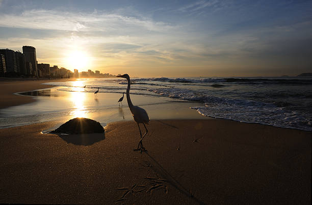 istock Birds on a sandy beach at sunrise, Rio de Janeiro 473312412