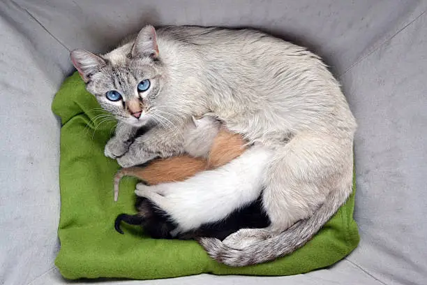 Photo of Siamese Lynx Point Cat nursing mixed litter of kittens