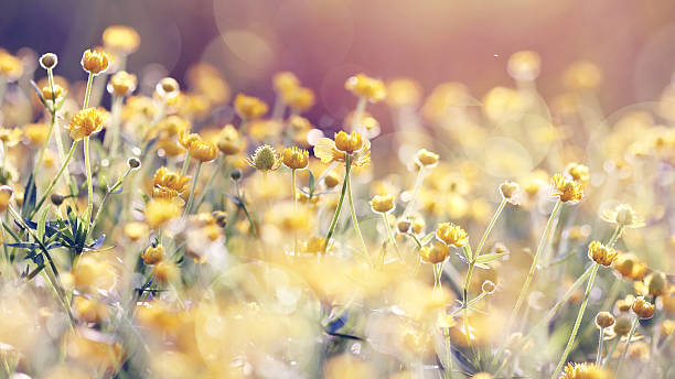 istock Abstract background with yellow buttercups. 473313304
