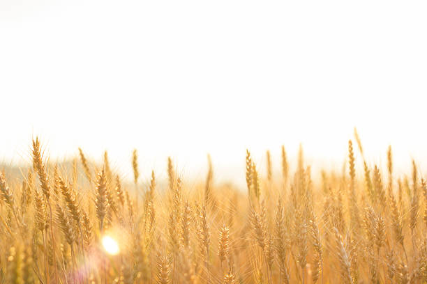 istock barley field with morning sunshine 473313566