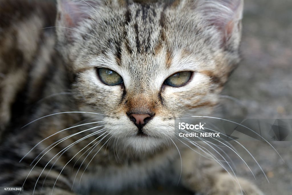 Mourao Kitten Portrait of moray kitten with half-closed eyes. 2015 Stock Photo