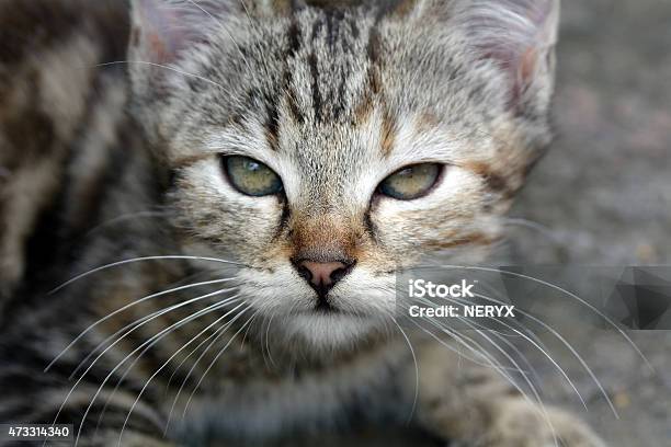 Mourao Kitten Stock Photo - Download Image Now - 2015, Animal, Close-up