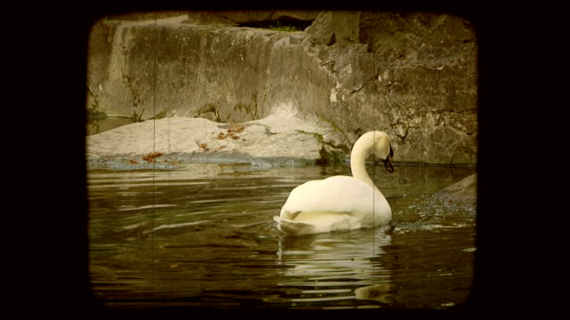 Swan in a lake. Old movie