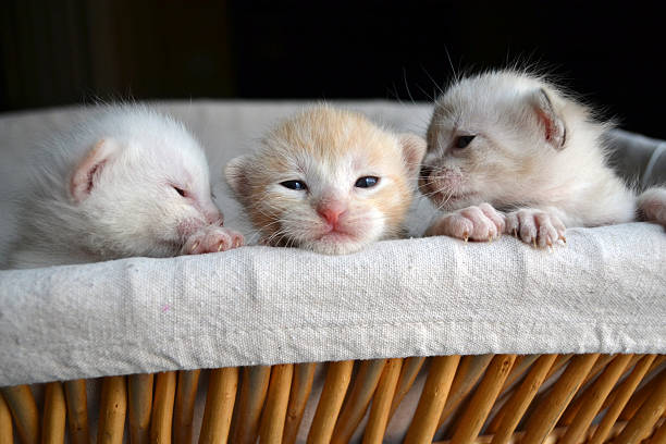Trio of Baby kittens stock photo