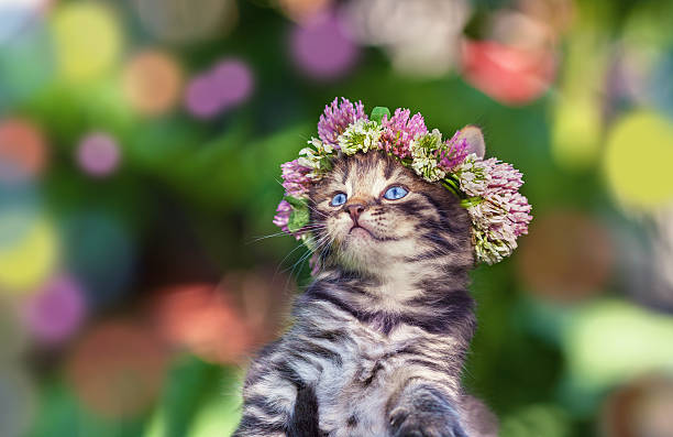 istock Cute kitten crowned with a chaplet of clover 473317554