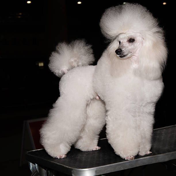 istock Miniature Poodle looks aside. 473317674