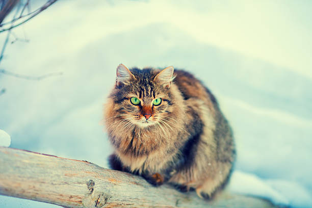 istock Siberian cat outdoors in winter 473317726