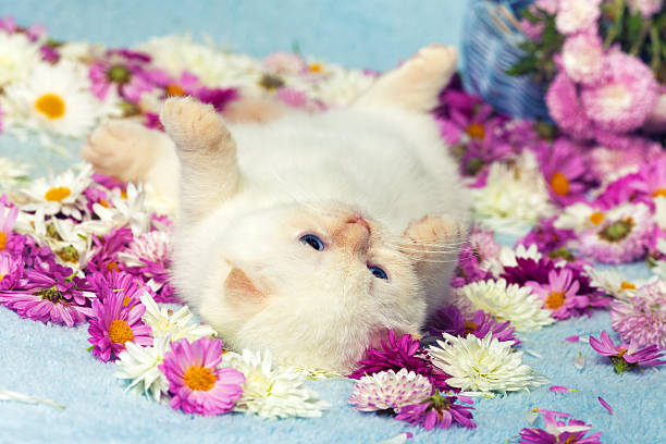 istock Cute kitten have a rest on the flowers 473317752