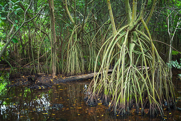 Wild dark tropical forest landscape, mangrove trees growing in the water