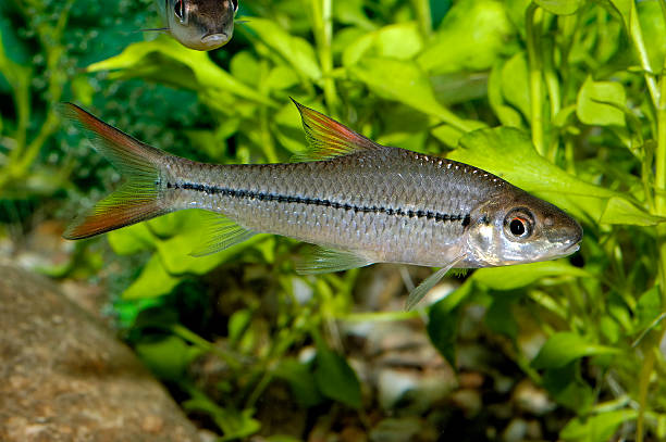 Barb in aquarium Aquarium fish from genus Puntius. puntius denisonii stock pictures, royalty-free photos & images