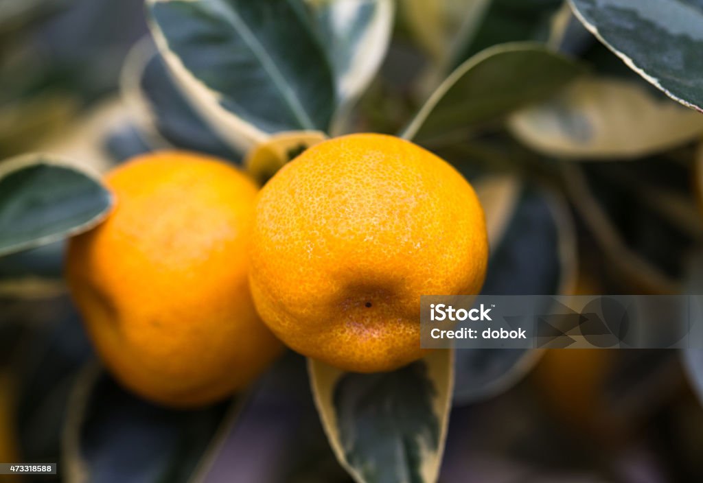 orange mandarines on tree orange mandarines on tree, citrus fruits 2015 Stock Photo