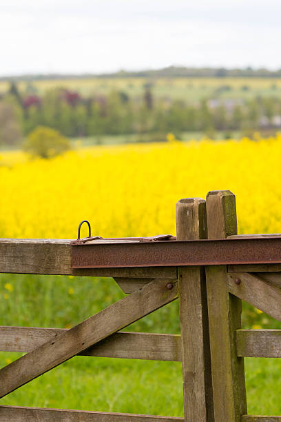 istock The striking yellow fields of an Oilseed rape crop 473319624