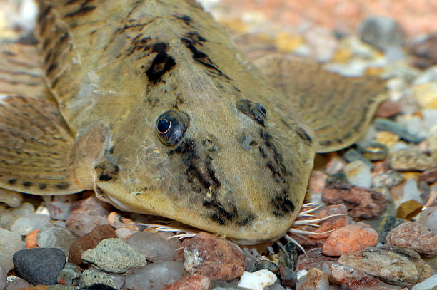 istock Portrait of catfish 473320356