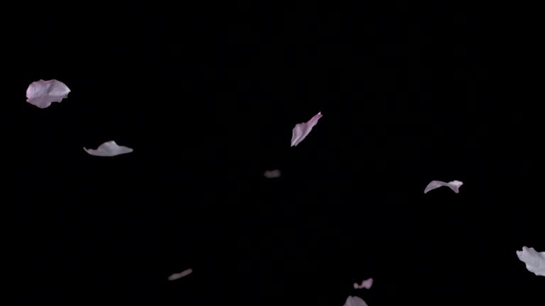 桜 花びら 散る の動画素材 映像素材 Id 桜吹雪 花びら 舞う 制服 ジャンプ Istock 桜 花びら 散る の動画素材 映像素材 Id 桜吹雪 花びら 舞う 制服 ジャンプ Istock