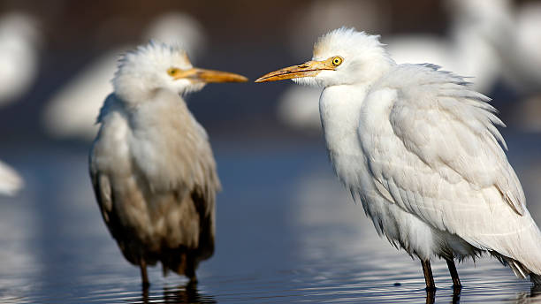 Cattle Egret cattle egrets in a pond waiting for fish. reflectivity stock pictures, royalty-free photos & images