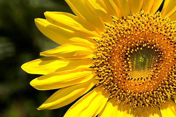 istock Sunflower In Nature 473321060