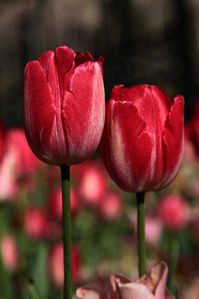 Tulipa - fotografia de stock