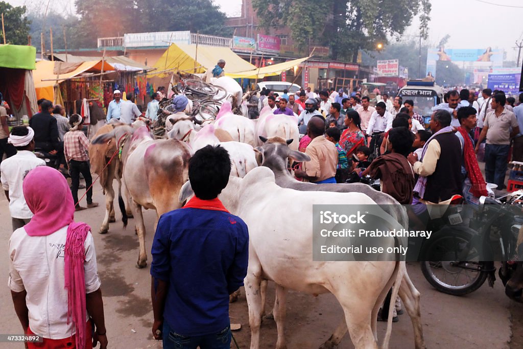 Sonepur Fair Stock Photo - Download Image Now - 2015, Bihar, Donkey - iStock